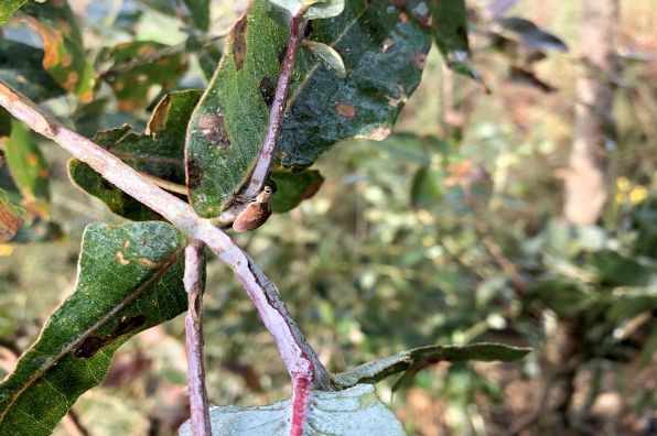 PROFOAS hace frente a la plaga del gorgojo del eucalipto