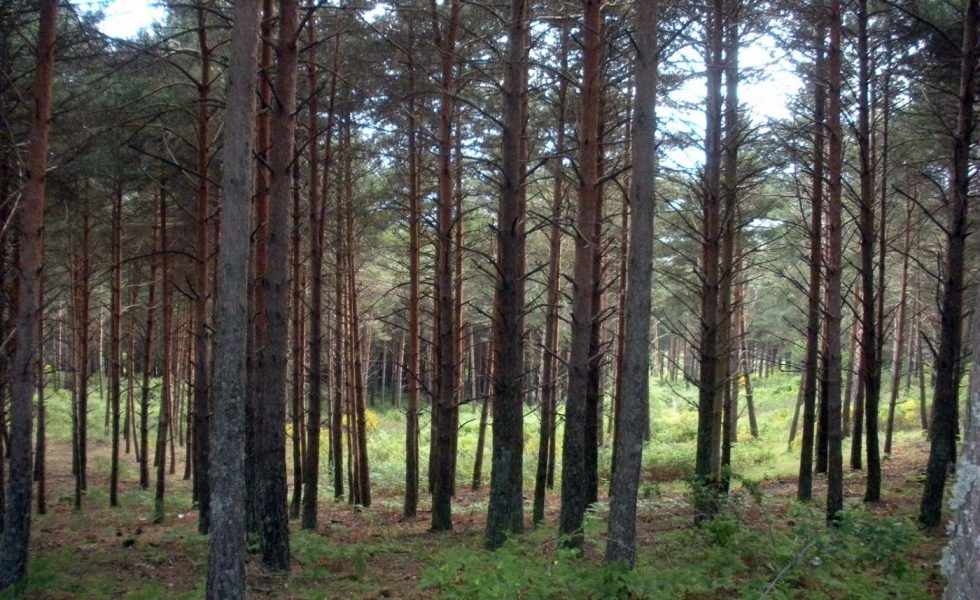 Castilla-La Mancha fomenta la certificación forestal de los montes públicos