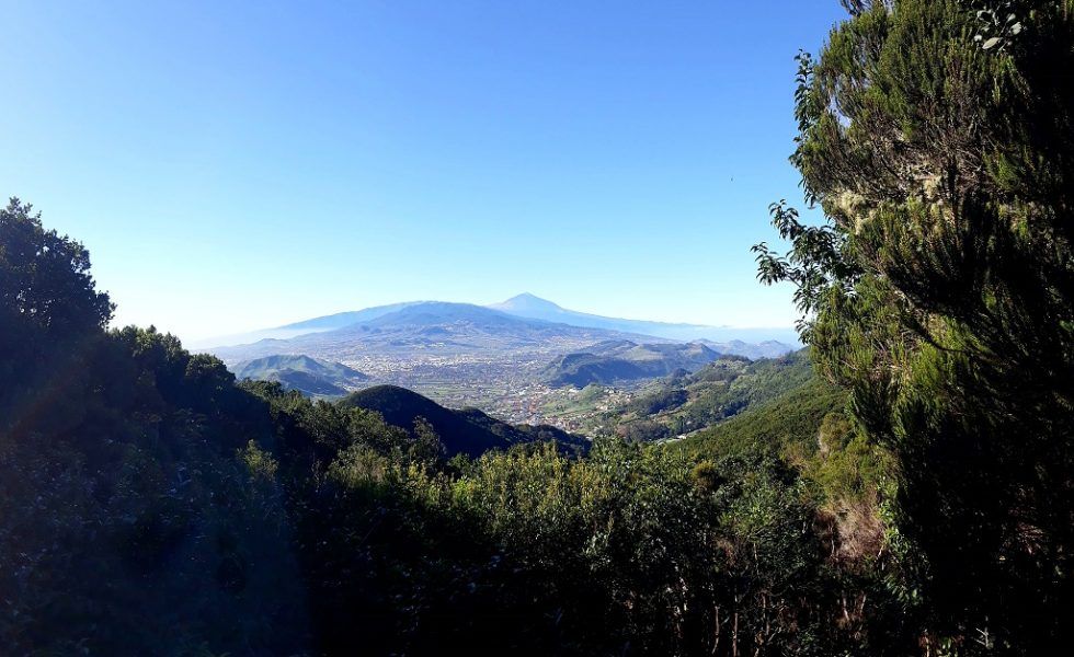 Papel de los ingenieros de montes e ingenieros técnicos forestales en Canarias de cara a la recuperación post-crisis COVID-19