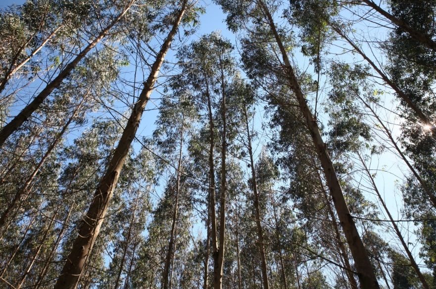 Notable incremento del volumen de madera licitado de Montes públicos
