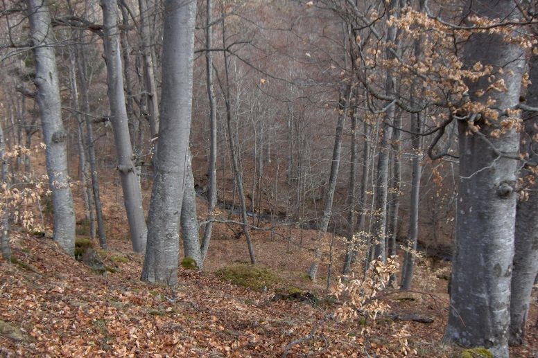 La Ley Agraria de Castilla y León margina “lo forestal”