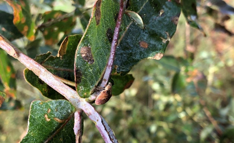 GOSSGE actúa en la Cornisa Cantábrica contra la plaga de Gonitperus platensis