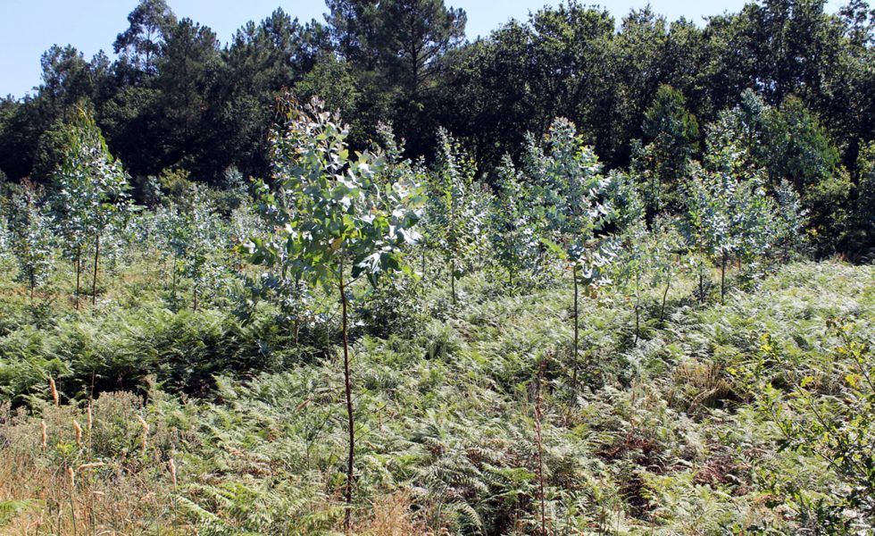 El Grupo Operativo ProMinifun celebra una jornada sobre la gestión agrupada de minifundios y la constitución de la Mesa de la Propiedad