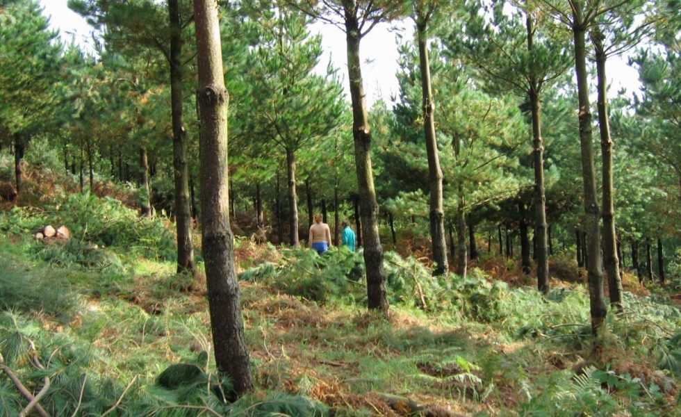 “Es hora de alcanzar un gran Pacto de Estado por los Bosques”
