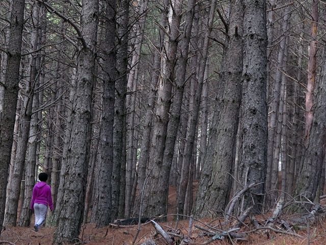 El sector forestal debe estar en el Pacto por la reconstrucción de Castilla y León