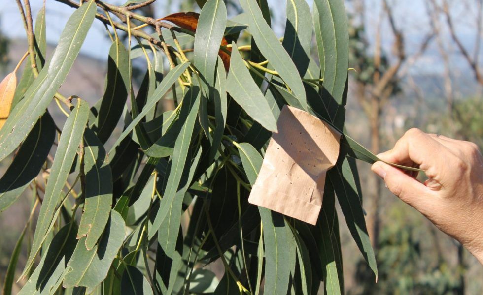Actuar de forma rápida y en el momento oportuno es muy importante para abordar con eficacia el problema de las plagas forestales