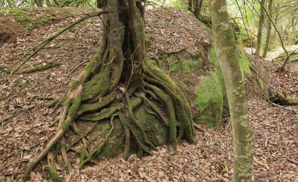 LIFE BACCATA, conservando y restaurando los bosques de tejo de la Cordillera Cantábrica