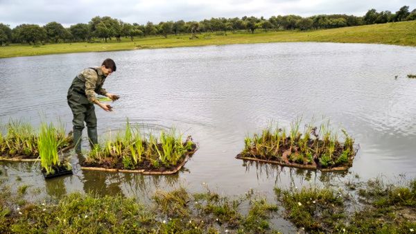 Islas de corcho natural en una explotación agrícola