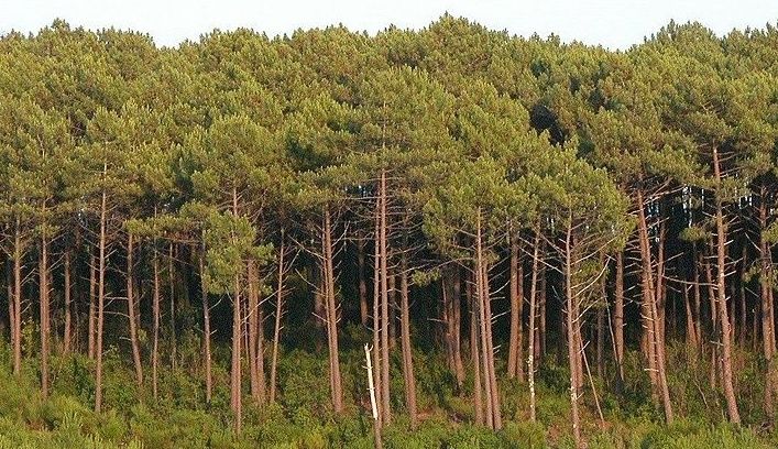 Las adjudicaciones de madera muestran una bajada en los precios