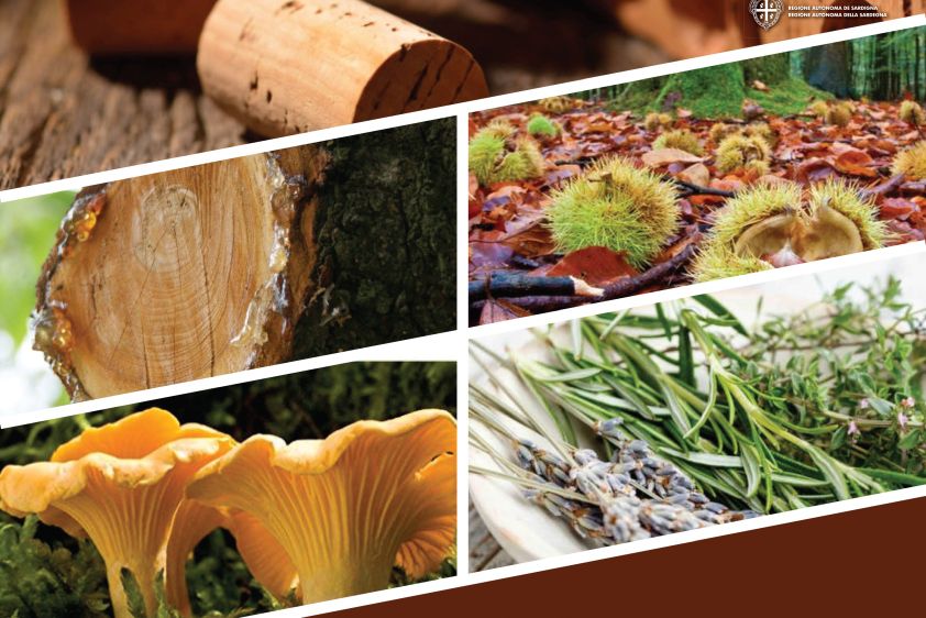 idiForest: Innovación y tecnologías emergentes para productos forestales no maderables