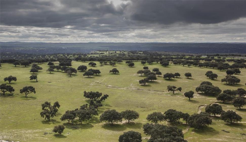 Extremadura duplica la superficie de monte con certificación PEFC superando ya las 100.000 hectáreas