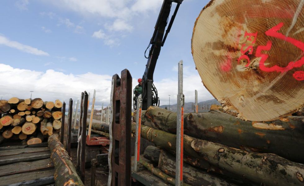 FSC presenta un nuevo proyecto para cuidar los bosques gallegos