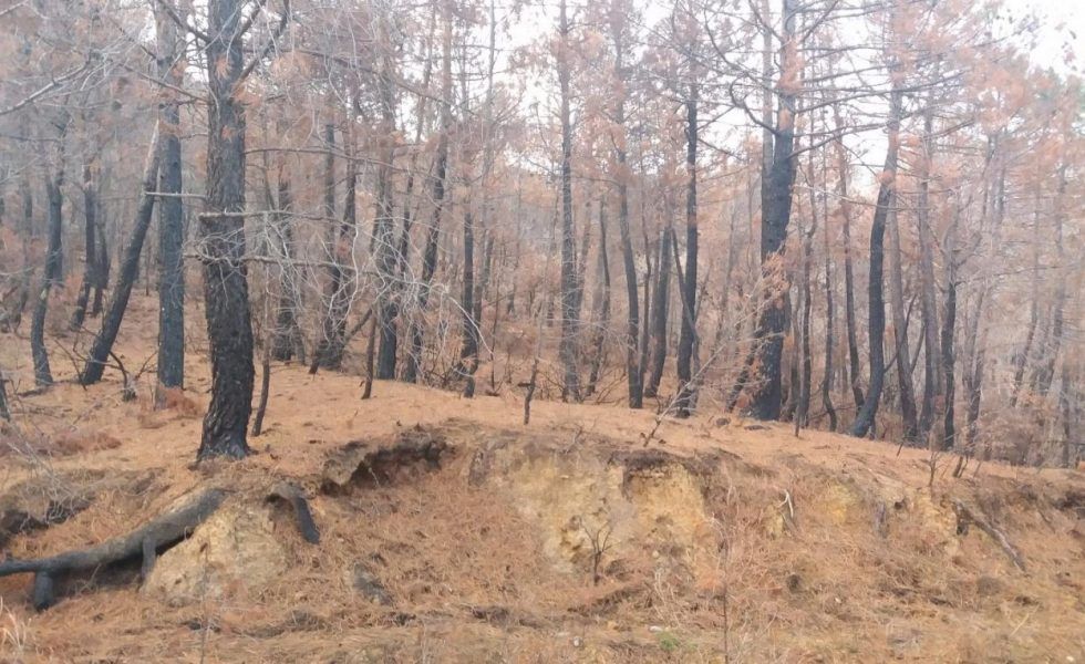 VEOLIA BIOMASA actúa en 450 hectáreas de monte de Cuenca y Alicante