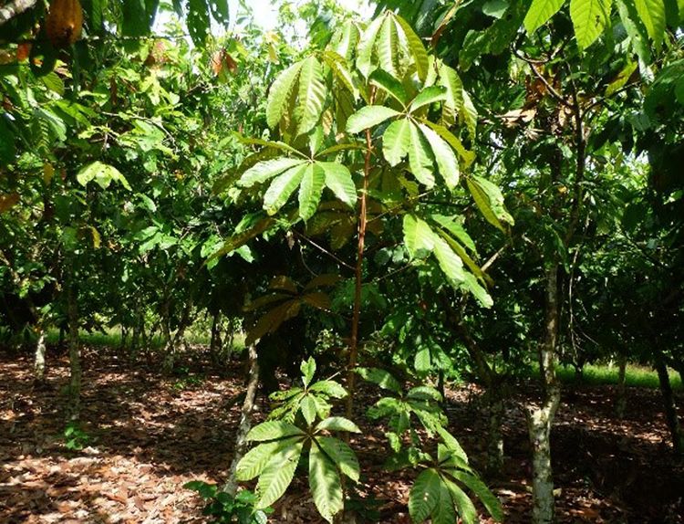 Guía para la creación de proyectos de plantación de madera