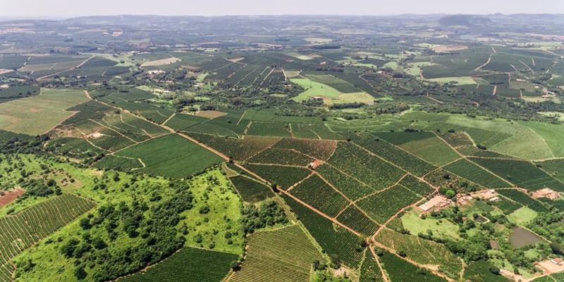 La falta de rentabilidad y el minifundio, principales causas del abandono forestal