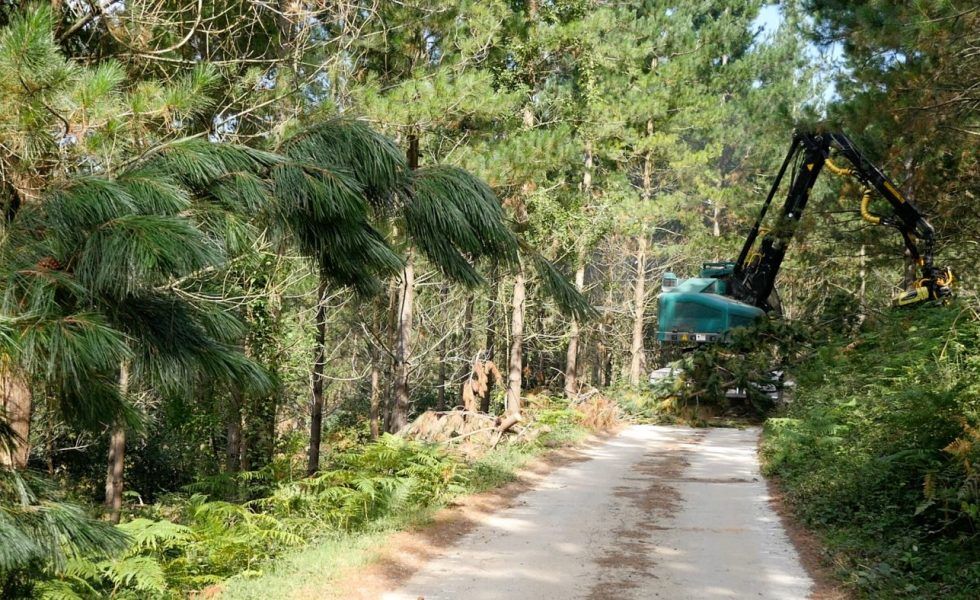 BASKEGUR celebrará del 12 al 18 de octubre su VI Semana de la Madera de forma online