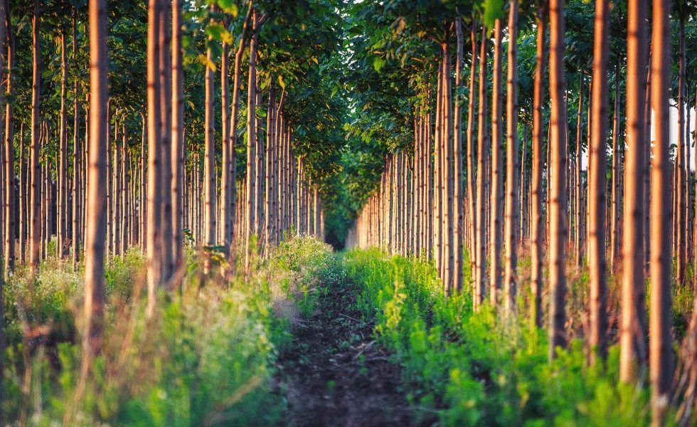 PAULOWNIA: Ecología y Sostenibilidad