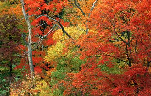 Una huella de carbono mejor que cero