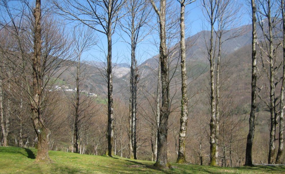 Presentadas las conclusiones de la 1ª jornada Pre Congreso de la Propiedad Forestal