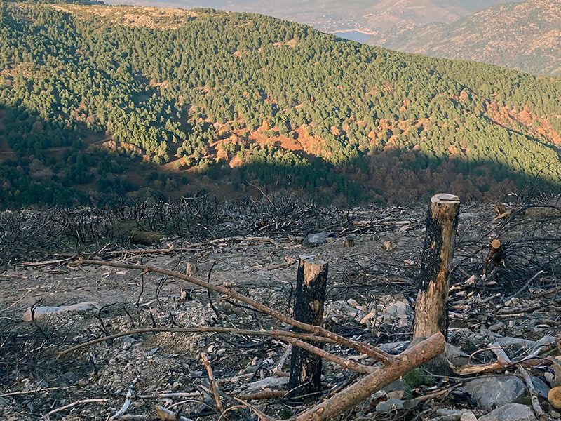 ¿Ha llegado la hora de avanzar hacia una economía baja en carbono?