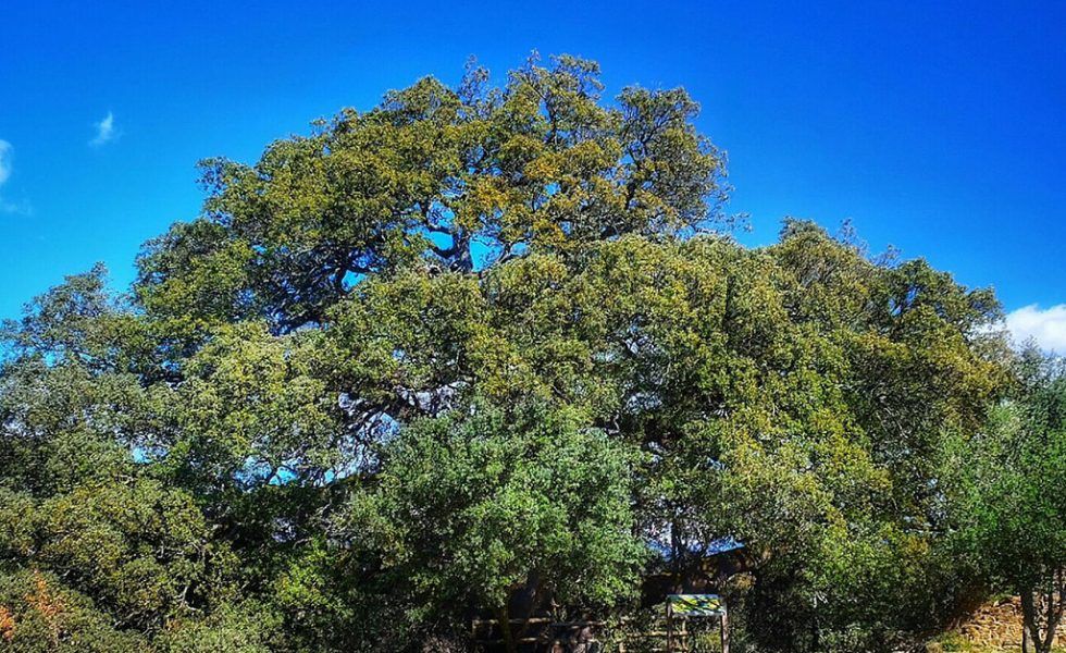 La carrasca milenaria de Lecina gana el concurso “Árbol del año en España”