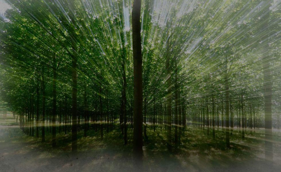 Usar madera de plantaciones beneficia al medio ambiente