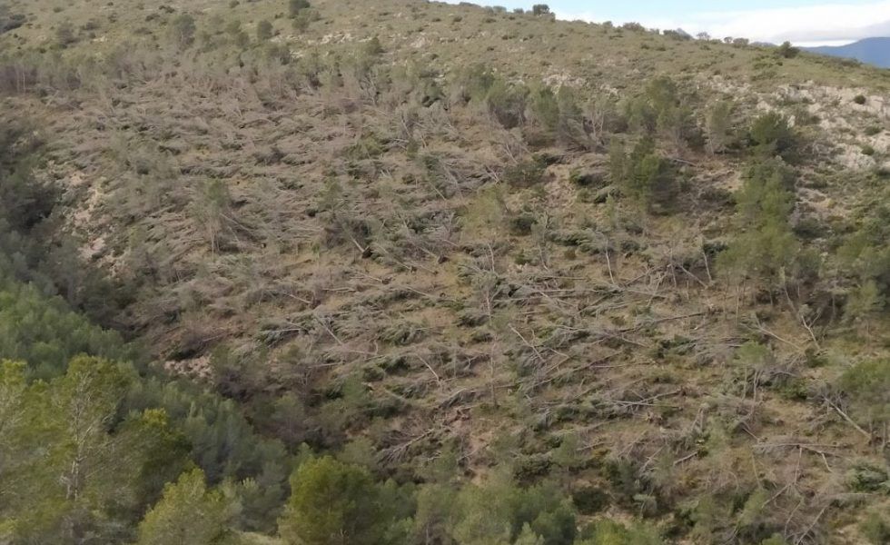 Ingenieros Forestales piden que los montes afectados por FILOMENA sean declarados Zona de Actuación Urgente
