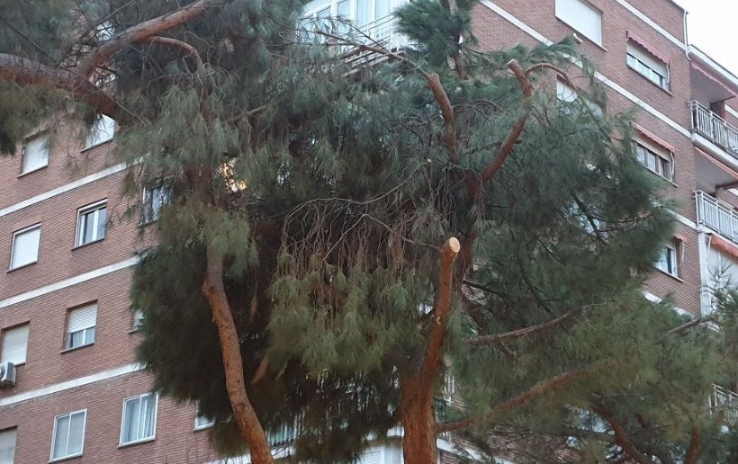 Gestionando el riesgo de nuestro arbolado urbano