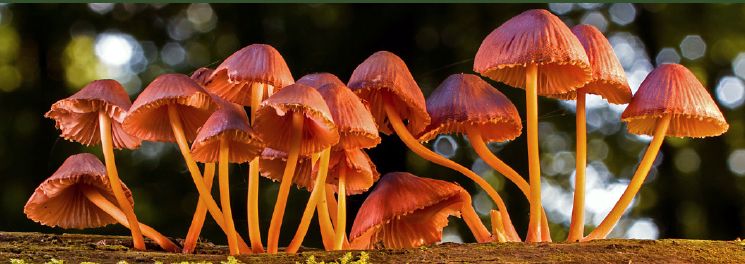 MIKOGEST te invita a participar en el “Seminario micológico para recolectores profesionales”