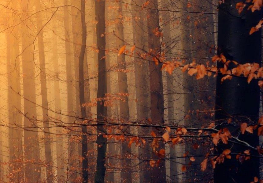 La superficie forestal europea aumentó un 9% en los últimos 30 años