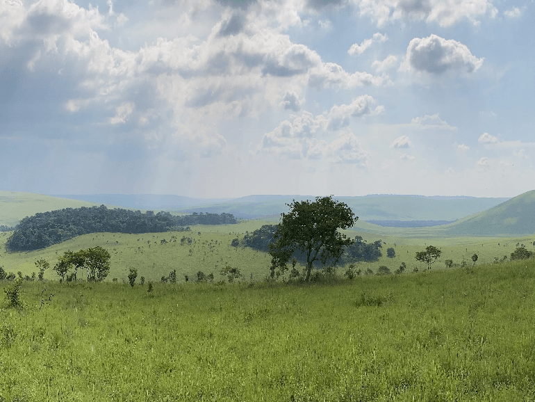 TOTAL y FRMI ponen en marcha una plantación forestal de 40.000 hectáreas en la República del Congo