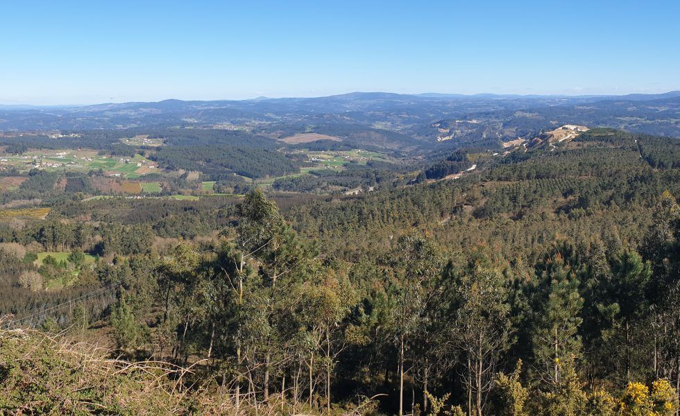 Los bosques son nuestro futuro de vida