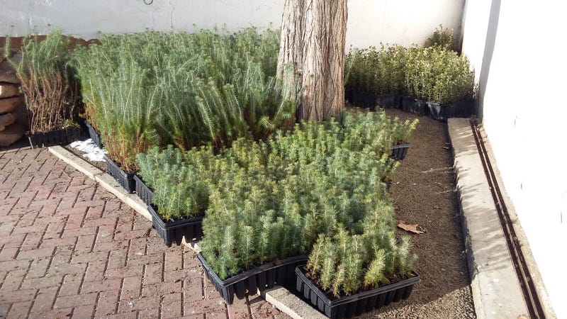 El “Bosque de los Sentidos” de La Roda contará con 300 nuevos árboles autóctonos