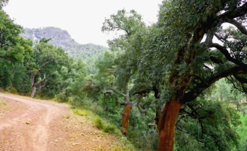 El corcho, el recurso natural por excelencia de la Sierra de Espadán