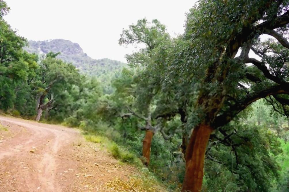 El corcho, el recurso natural por excelencia de la Sierra de Espadán