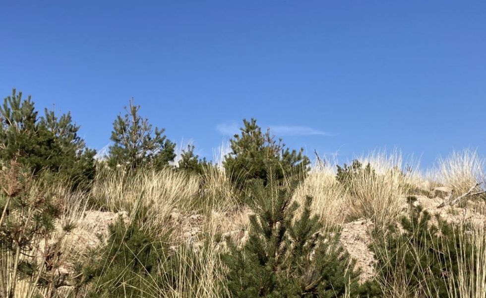 ¿Cuál es el coste y el alcance real de recuperar zonas devastadas?