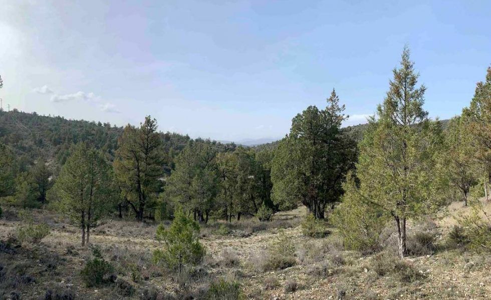 El sabinar de Tamajón: Ecosistema invernal de oportunidades