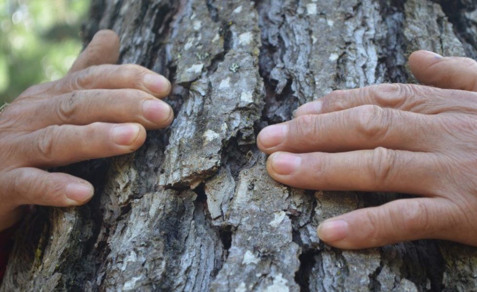 PEFC lanza el Concurso de Fotografía “Cuidamos los Bosques”