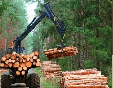 Falta madera en el mercado ante el progresivo descenso en las licitaciones de montes públicos