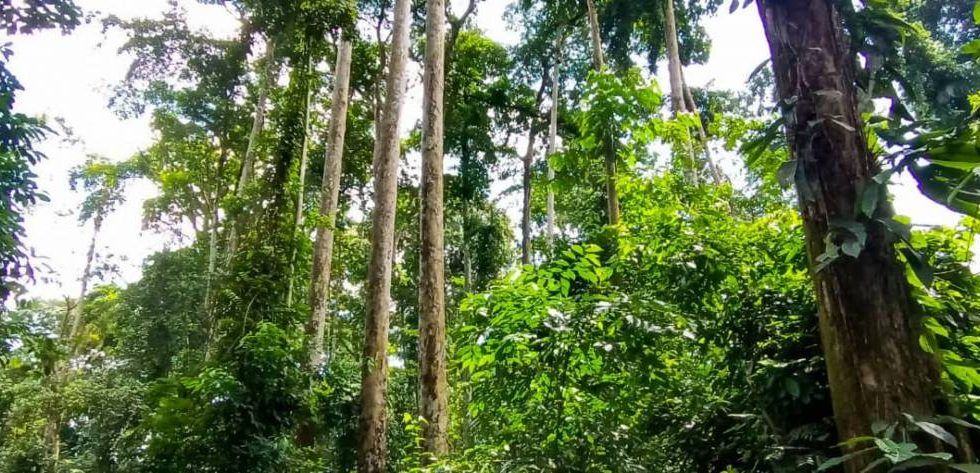 Entran en vigor de las normas nacionales del FSC en tres países de la cuenca del Congo