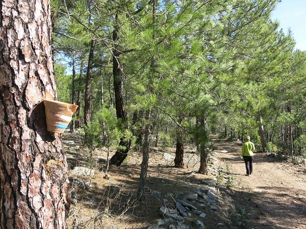 La UNED hará un curso de “Actividades auxiliares en aprovechamientos forestales”