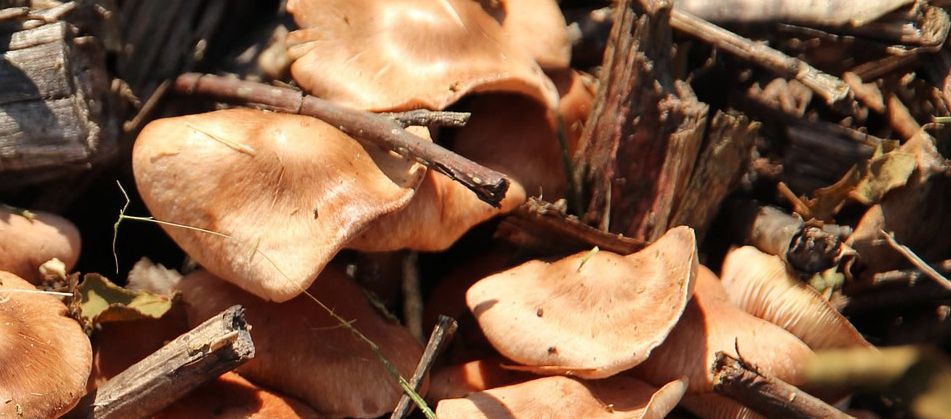 MIKOGEST organiza la jornada: “Organización socioeconómica del sector micológico”