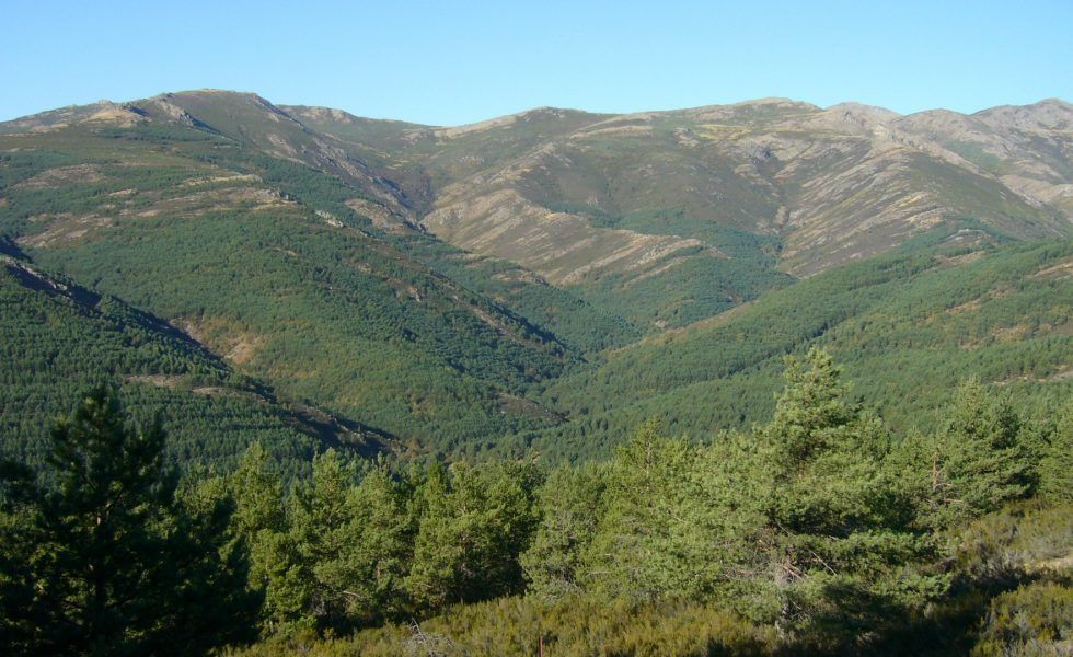 La Junta de Castilla-La Mancha destina 769.000€ a mejorar los montes de Guadalajara