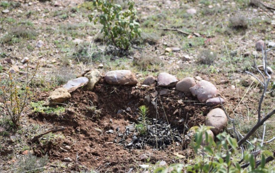 Comienza un proyecto piloto para reforestar una zona del Alto Tajo