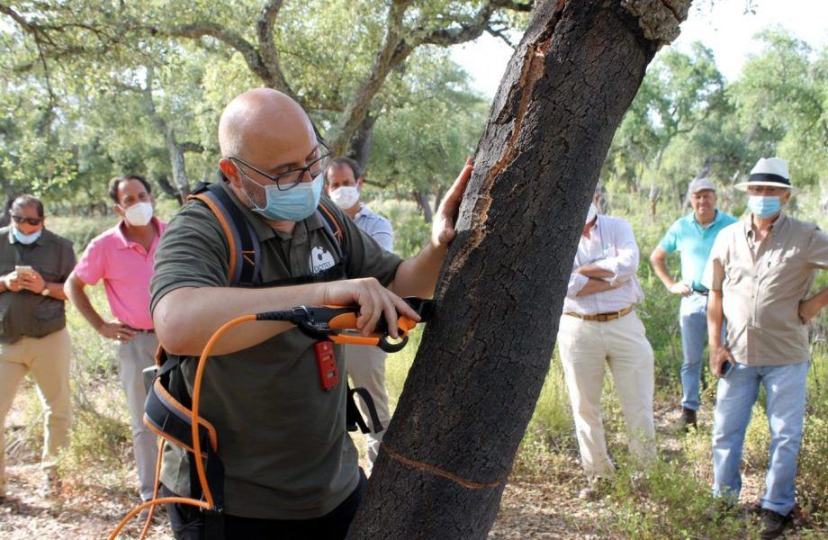 Andalucía impulsa la saca del corcho y la formación de jóvenes corcheros