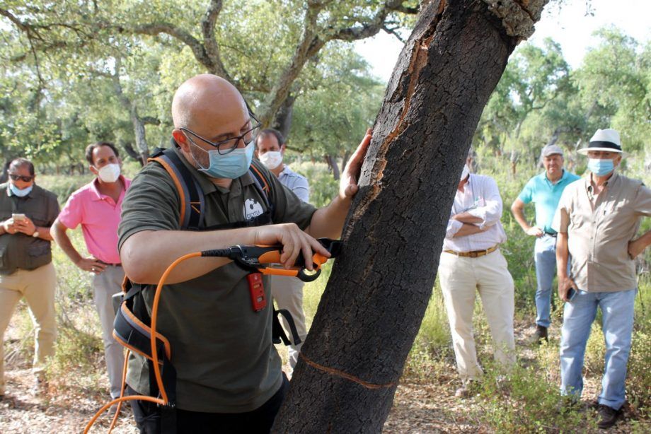 Andalucía impulsa la saca del corcho y la formación de jóvenes corcheros