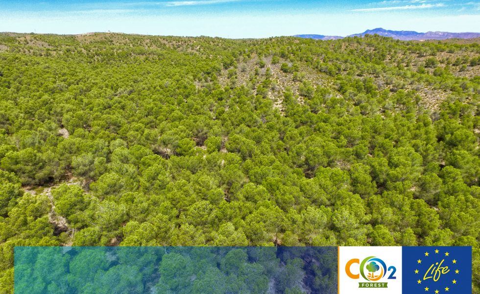 El proyecto LIFE FOREST CO2 amplía su camino hasta junio de 2021