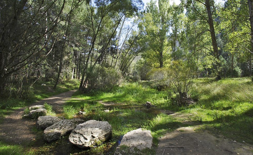 COSE reivindica a los selvicultores como solución ante retos y problemas relacionados con la despoblación y el cambio climático