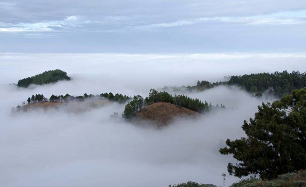 Los pinares de Gran Canaria certifican su preservación de los recursos hídricos