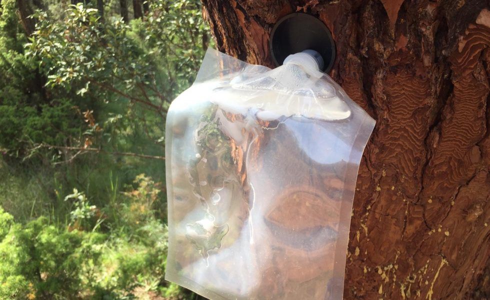 GEA Forestal acerca la pica con taladro a los resineros de Castilla-La Mancha